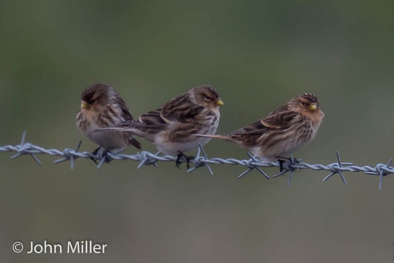 Twite - 29-02-2016