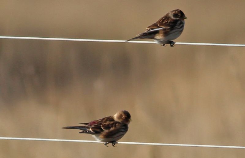 Twite - 28-02-2016