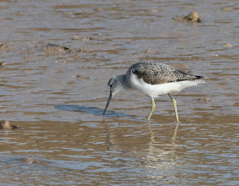 Greenshank - 10-03-2016