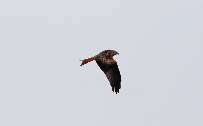 Red Kite - 08-03-2016