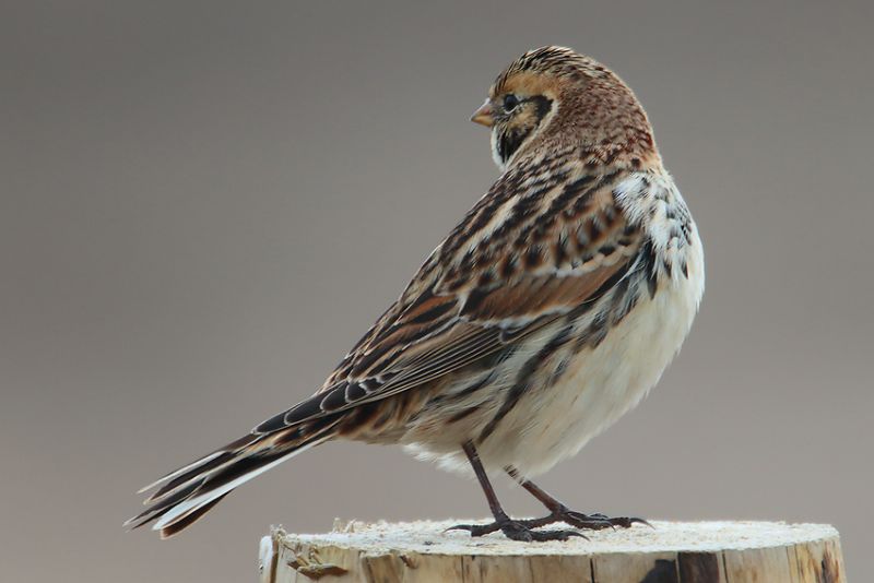 Lapland Bunting - 17-03-2016