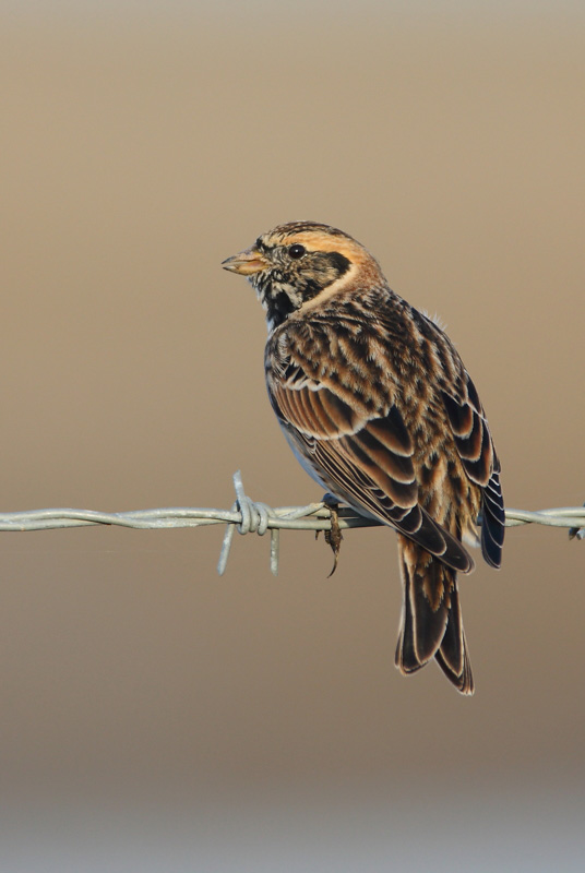 Lapland Bunting - 25-03-2016