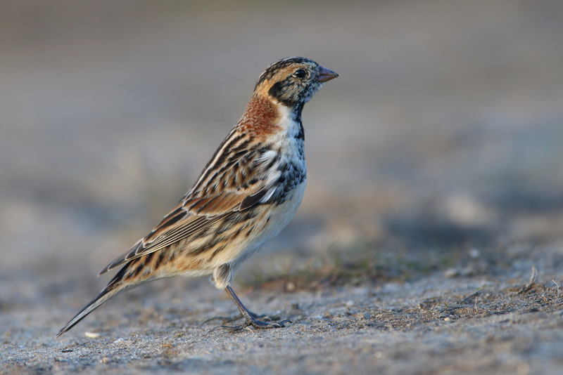 Lapland Bunting - 25-03-2016