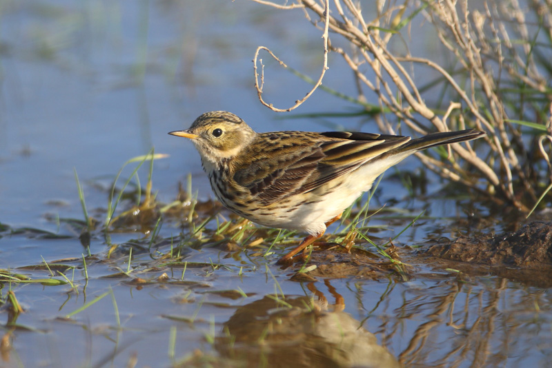 Meadow Pipit - 25-03-2016