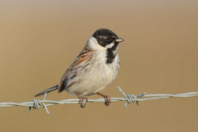 Reed Bunting - 25-03-2016