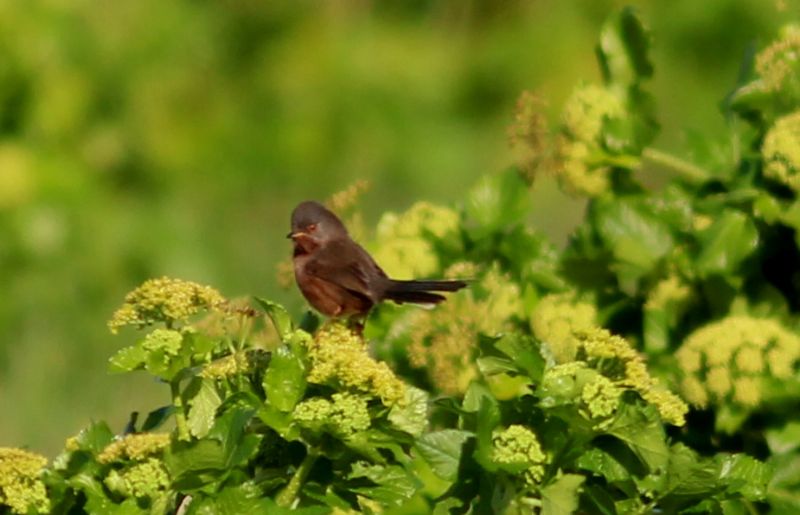 Dartford Warbler - 25-03-2016