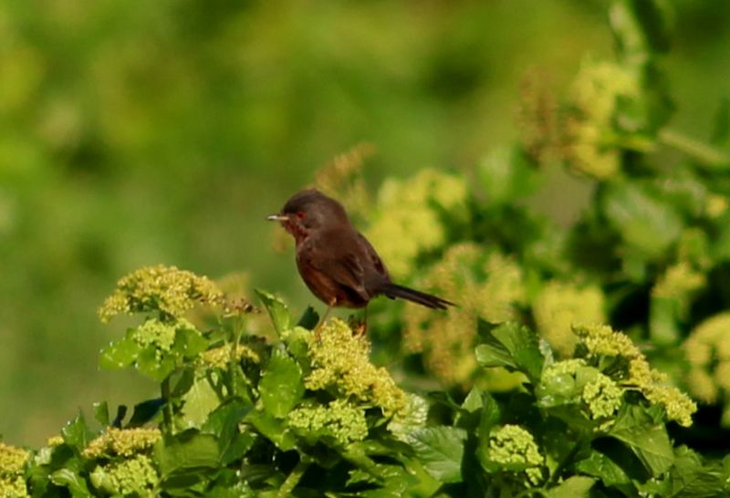 Dartford Warbler - 25-03-2016