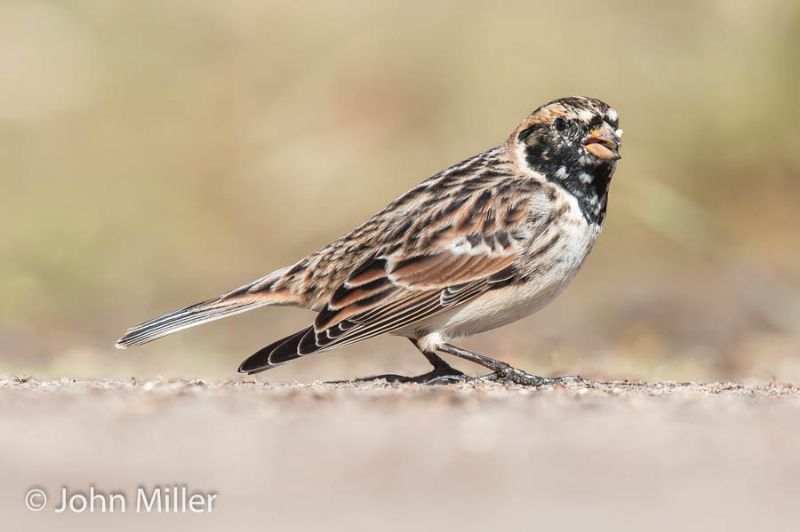 Lapland Bunting - 30-03-2016