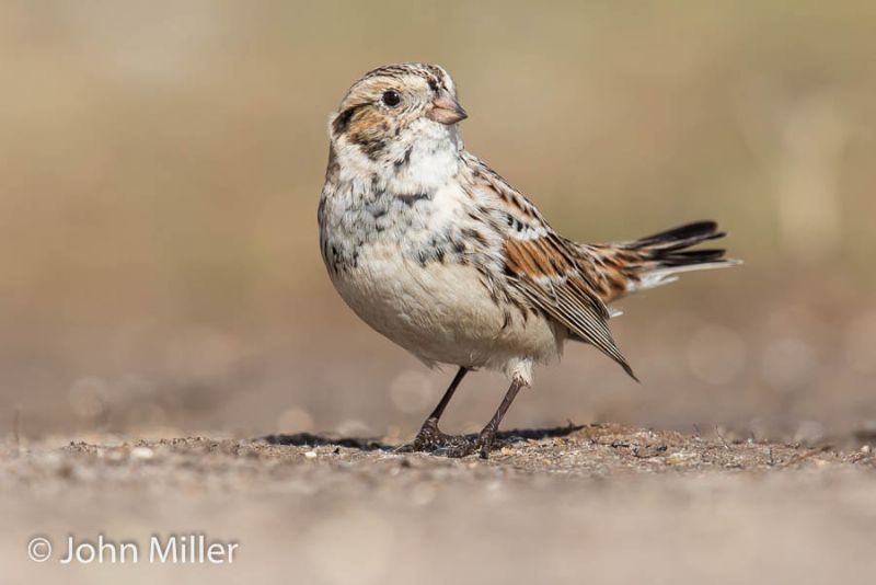 Lapland Bunting - 30-03-2016