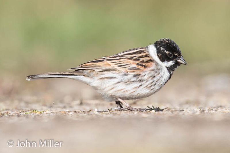 Reed Bunting - 30-03-2016