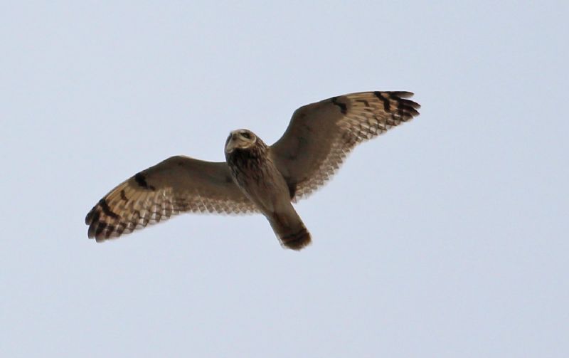 Short-eared Owl - 02-04-2016