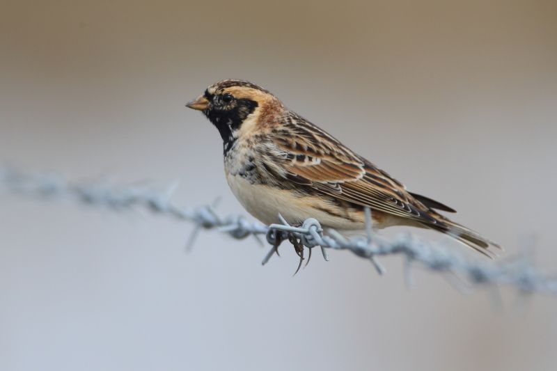 Lapland Bunting - 01-04-2016