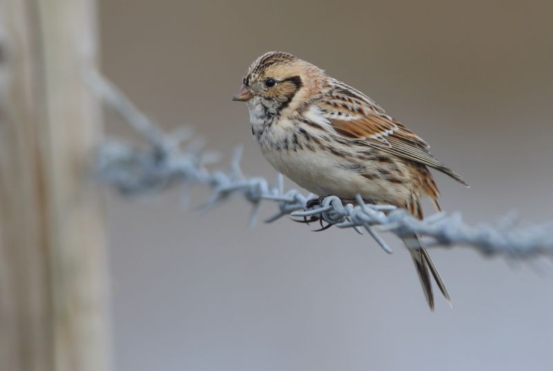 Lapland Bunting - 01-04-2016