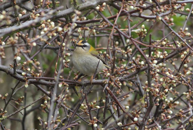 Firecrest - 05-04-2016