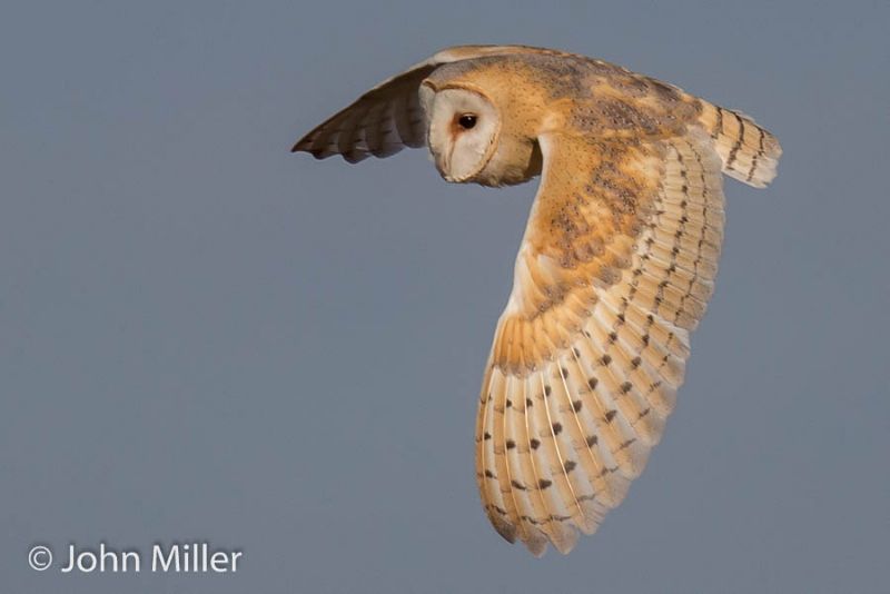 Barn Owl - 08-04-2016