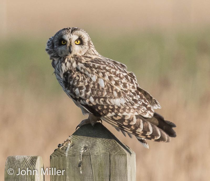 Short-eared Owl - 13-04-2016