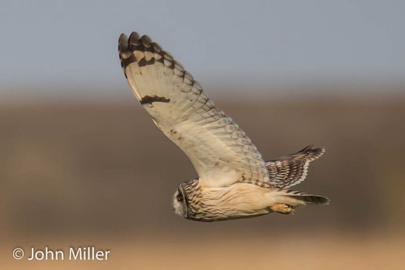 Short-eared Owl - 13-04-2016