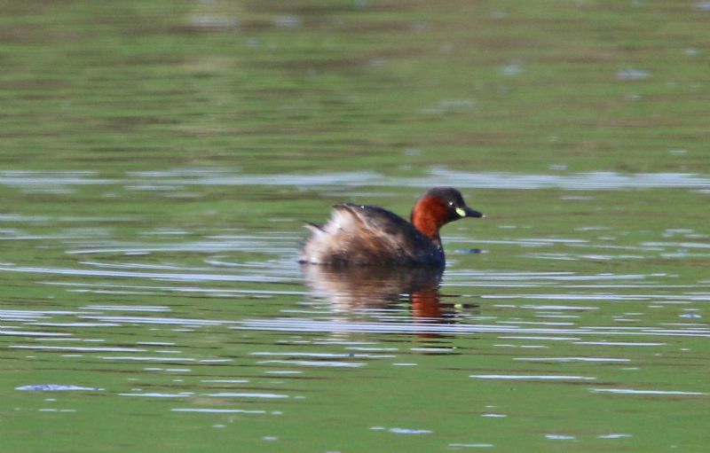 Little Grebe - 13-04-2016