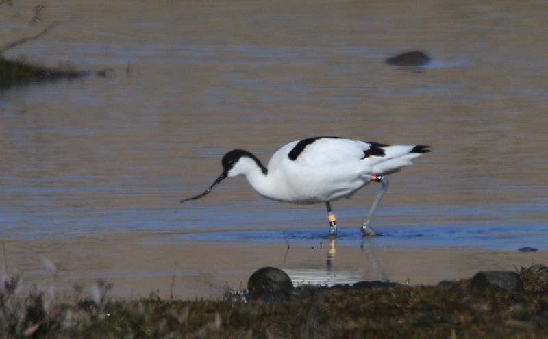 Avocet - 13-04-2016