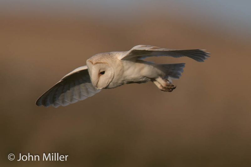 Barn Owl - 23-04-2016