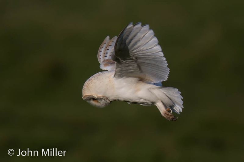 Barn Owl - 23-04-2016