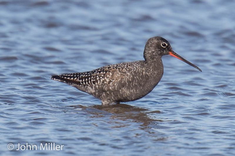 Spotted Redshank - 23-04-2016