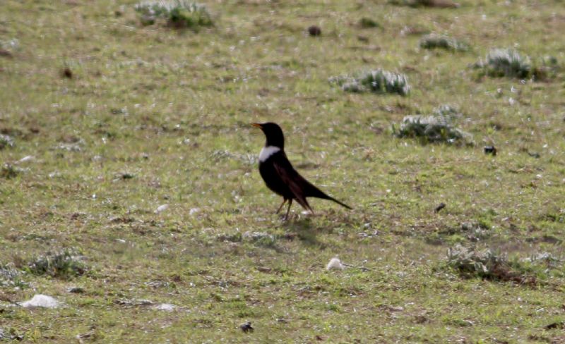 Ring Ouzel - 23-04-2016