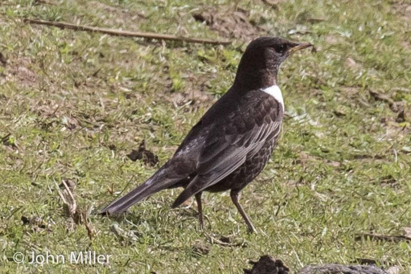 Ring Ouzel - 26-04-2016