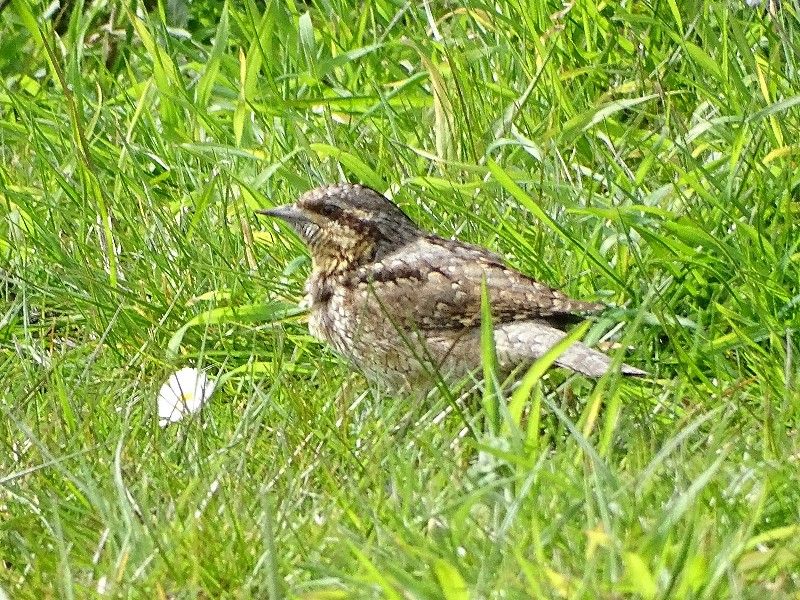 Wryneck - 26-04-2016