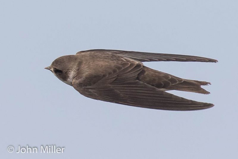 Sand Martin - 05-05-2016