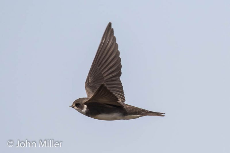 Sand Martin - 05-05-2016