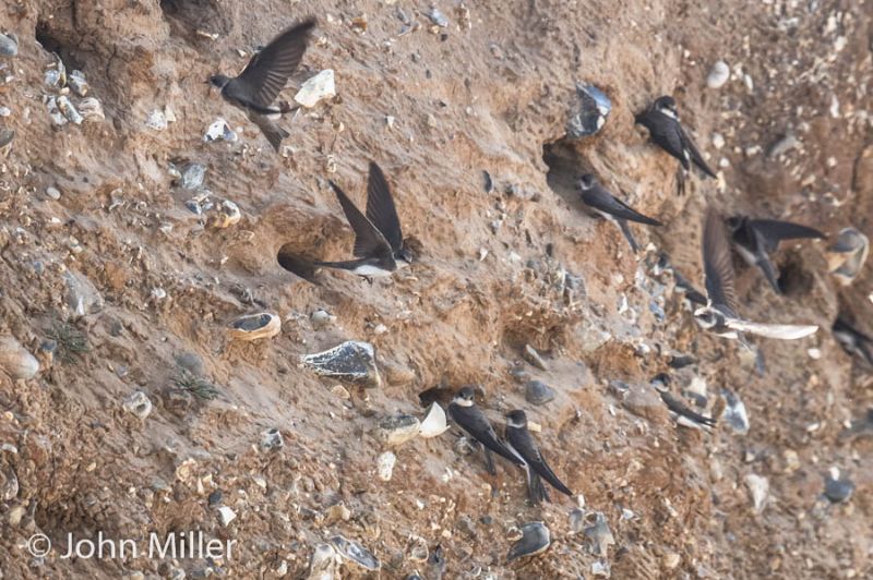 Sand Martin - 05-05-2016