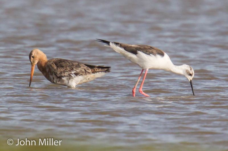 Black-winged Stilt - 07-05-2016