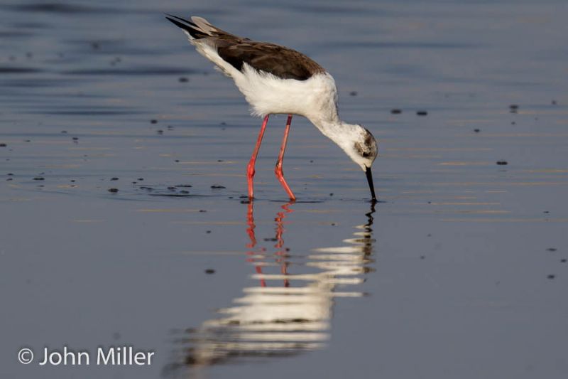 Black-winged Stilt - 08-05-2016