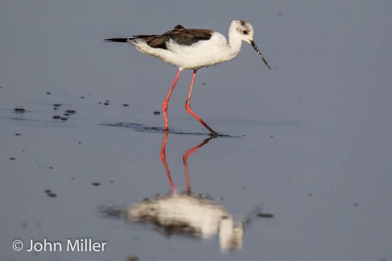 Black-winged Stilt - 08-05-2016