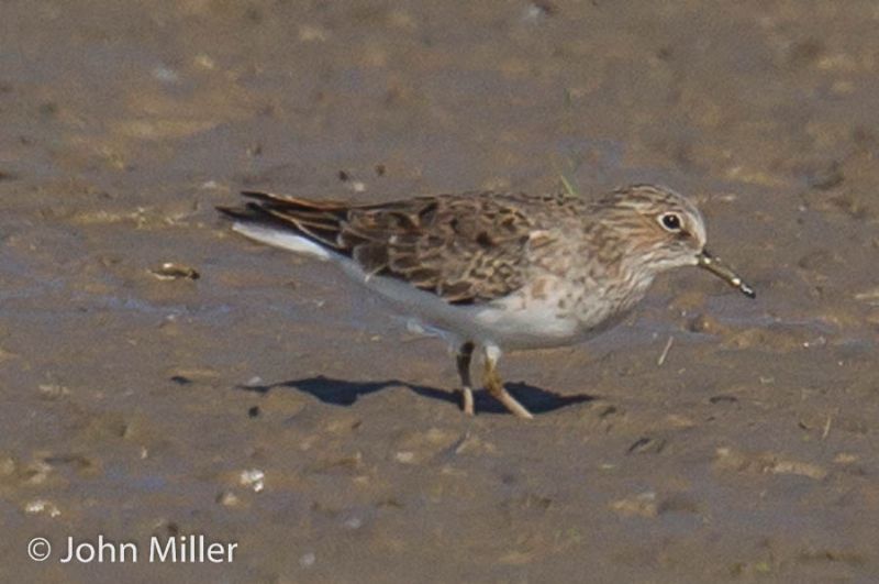 Temminck's Stint - 08-05-2016