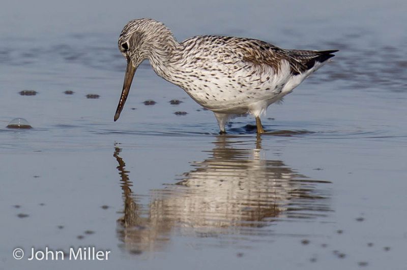 Greenshank - 08-05-2016