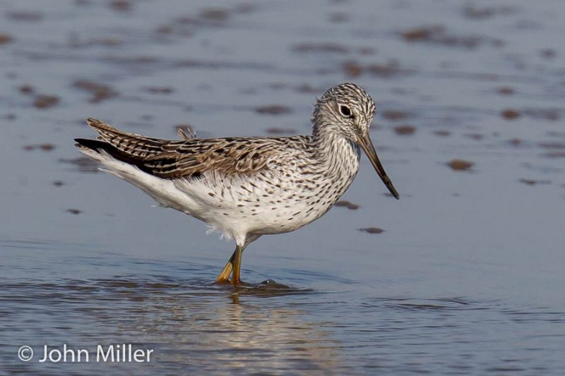 Greenshank - 08-05-2016