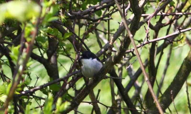 Pied Flycatcher - 04-05-2016