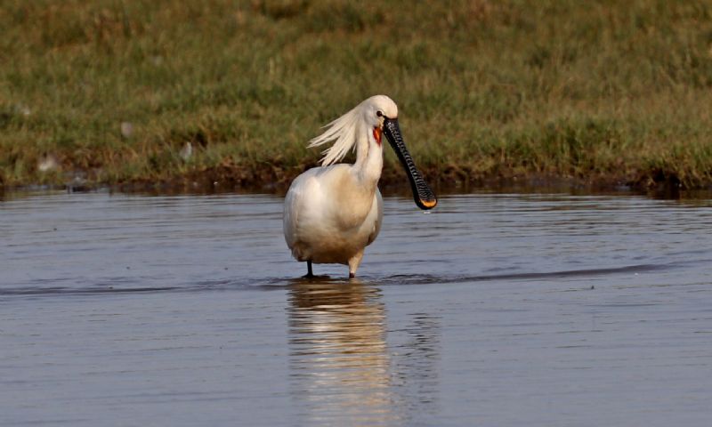 Spoonbill - 04-05-2016