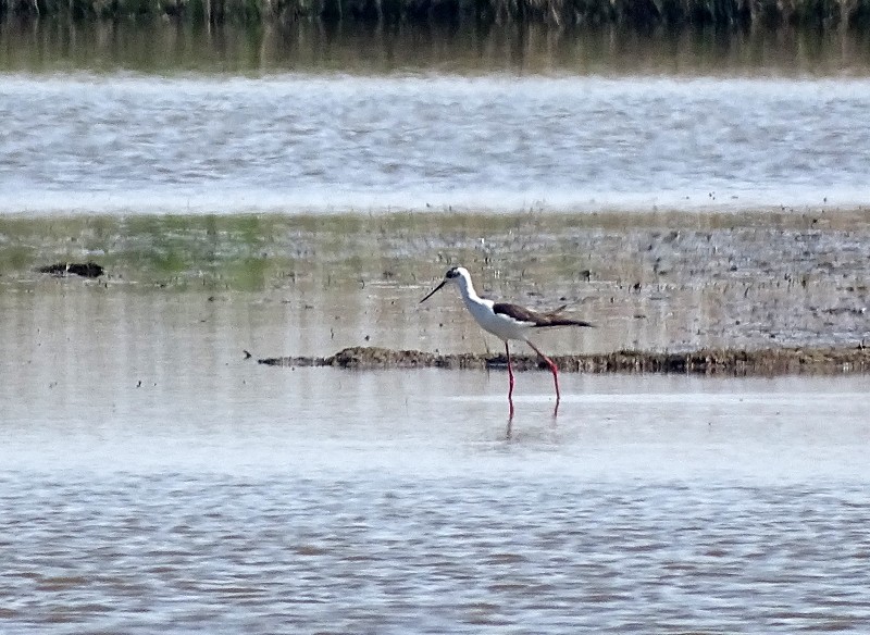 Black-winged Stilt - 08-05-2016