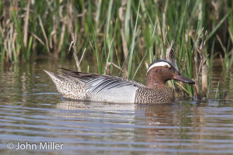 Garganey - 11-05-2016