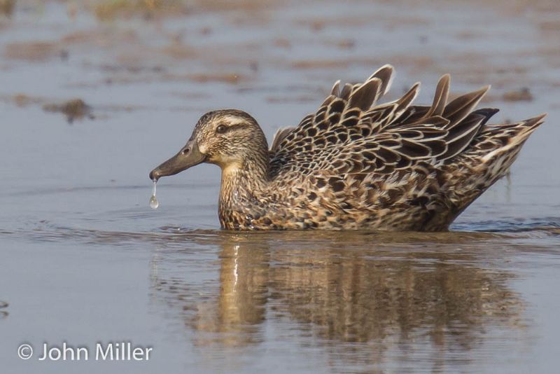 Garganey - 11-05-2016