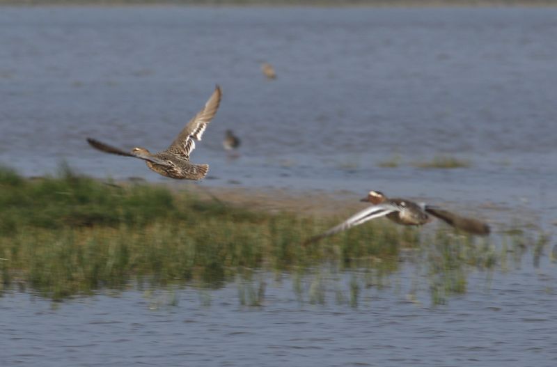 Garganey - 11-05-2016