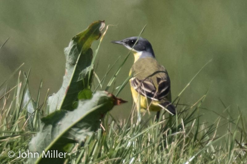 Grey-headed Wagtail - 12-05-2016