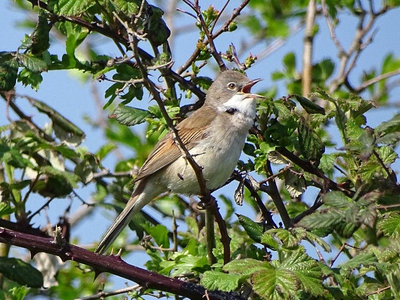 Whitethroat - 12-05-2016