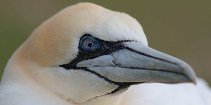 Gannet - 14-05-2016