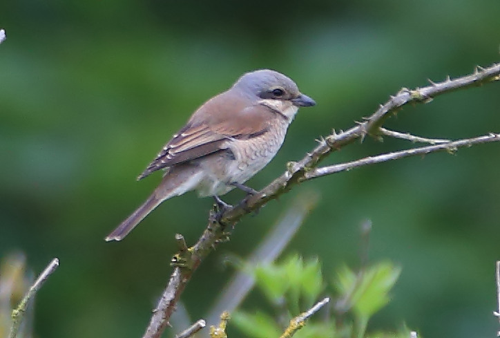 Red-backed Shrike - 03-06-2016