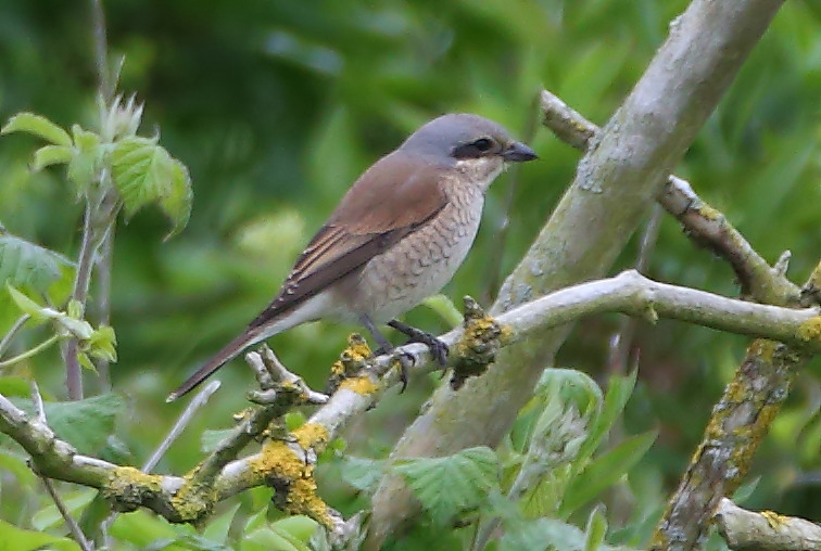 Red-backed Shrike - 03-06-2016