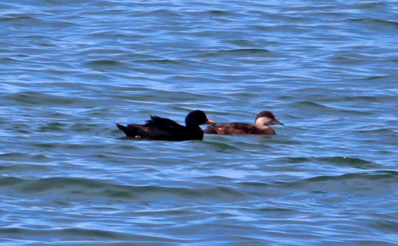 Common Scoter - 25-06-2016